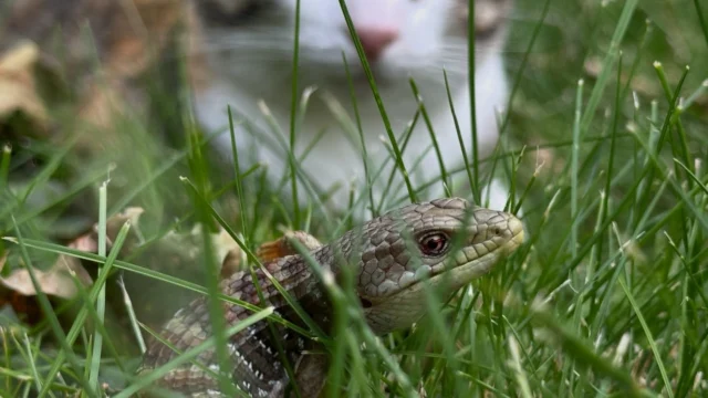 Backyard Drama, starring Poppet